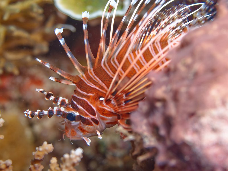 Lion Fish, Bounty